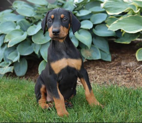 doberman pinscher puppies for sale in louisiana|More.